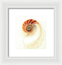 Load image into Gallery viewer, Nautilus - Framed Print